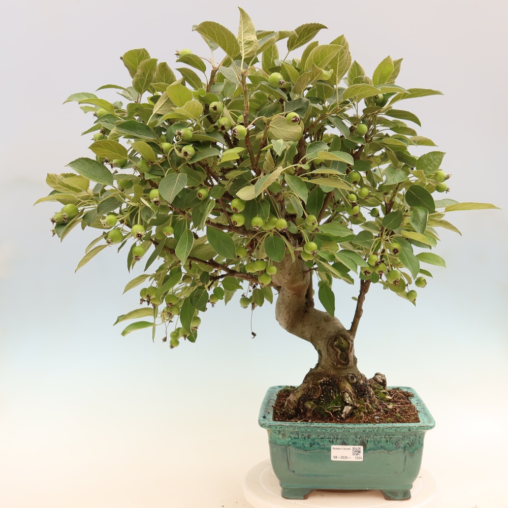 Outdoor bonsai - Malus halliana - Jabłoń drobnoowocowa