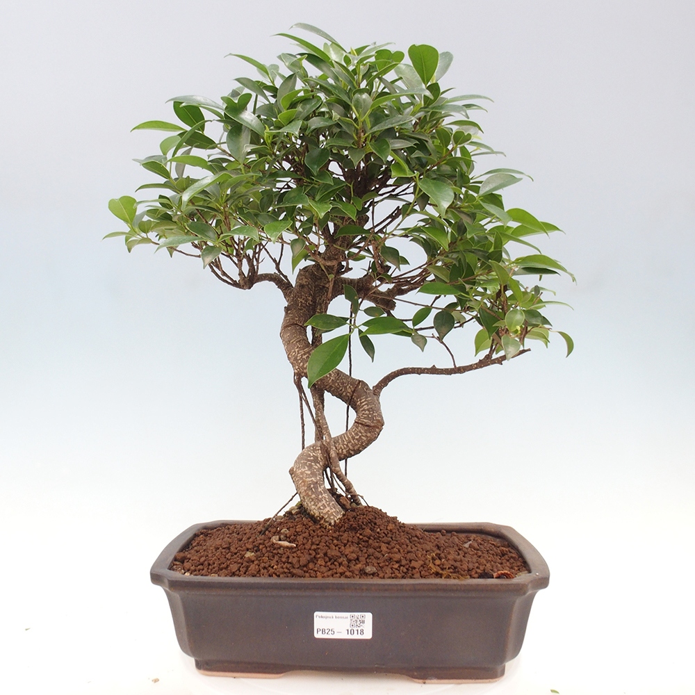 Kryty bonsai - Ficus kimmen - fikus drobnolistny