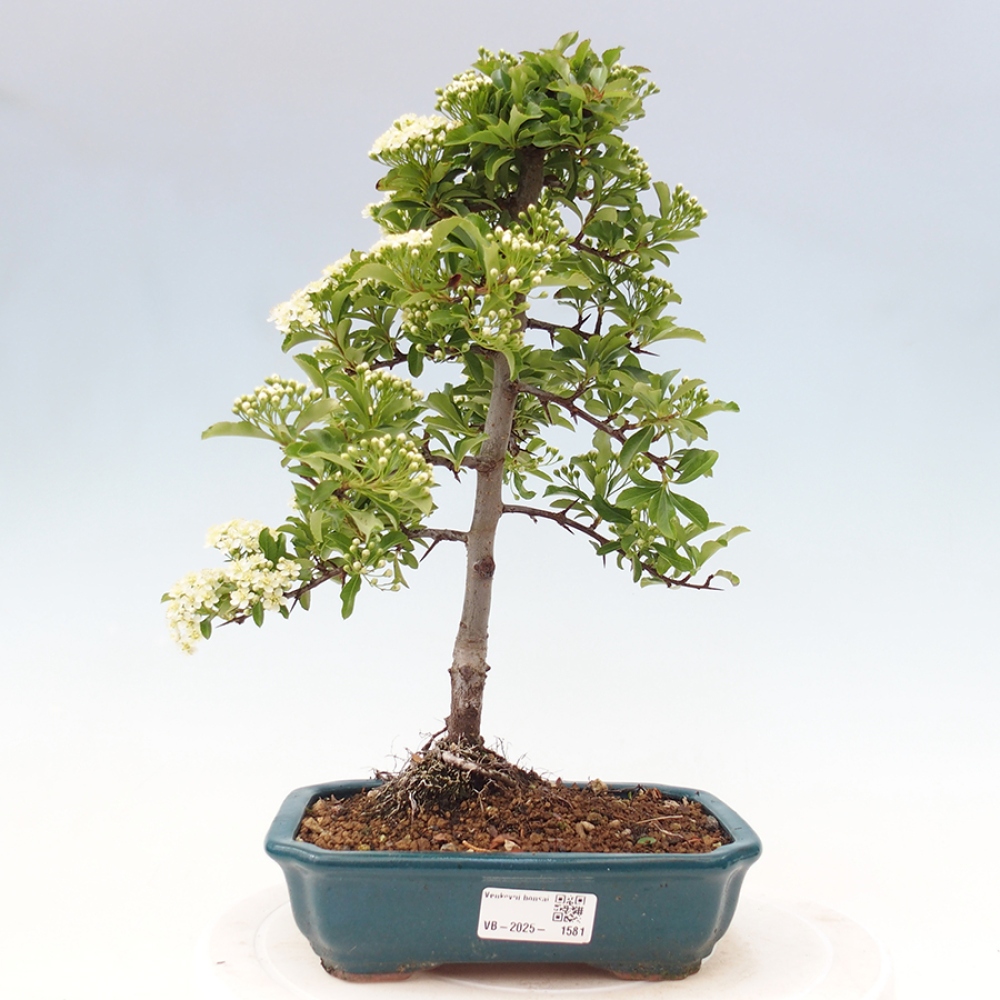Outdoor Bonsai-Pyracanta Teton-Piekarnia
