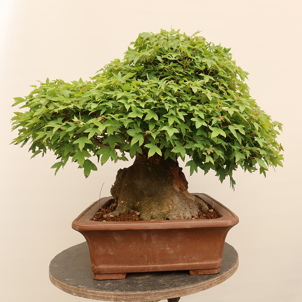 Outdoor bonsai - Klon burgeryjski - Acer burgerianum