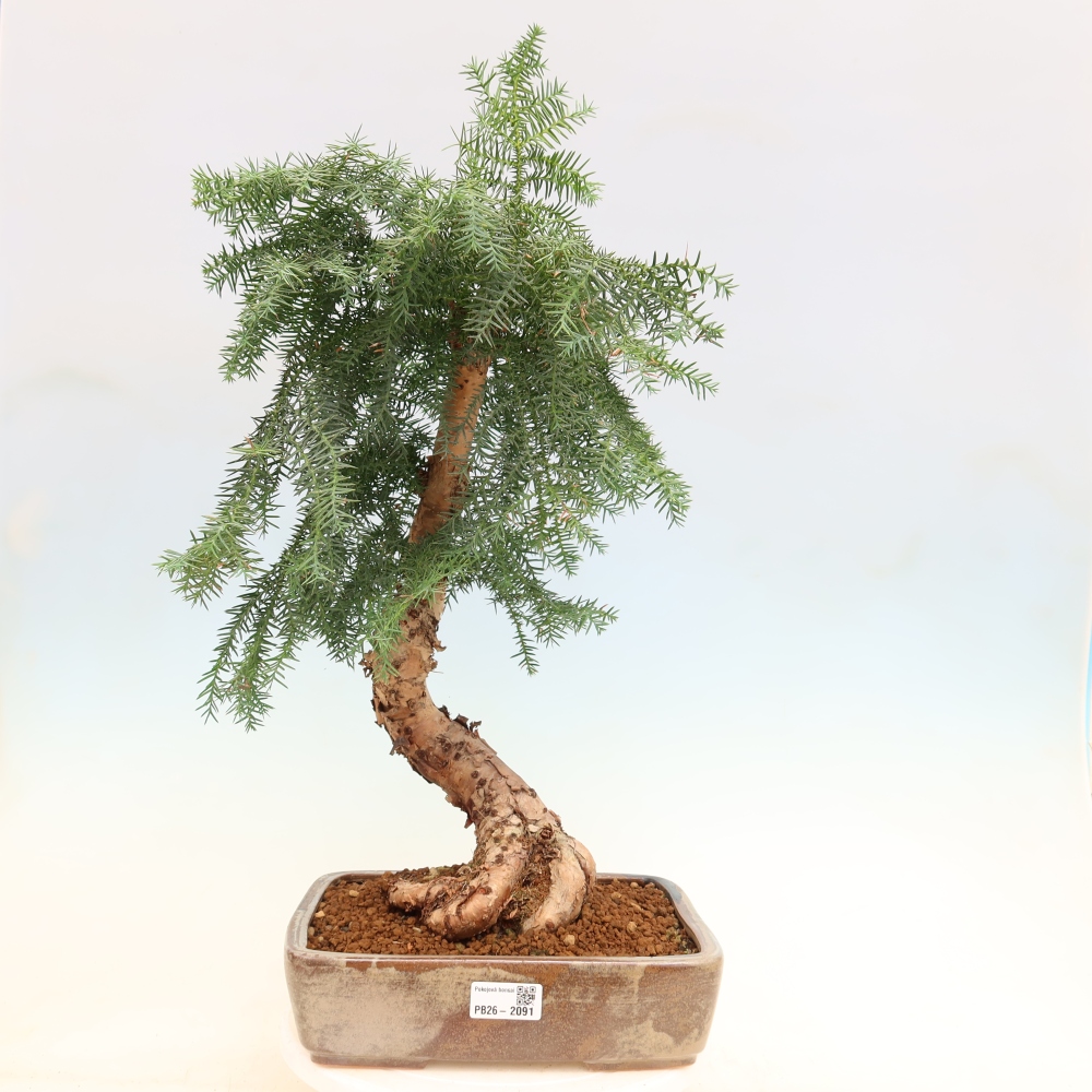Bonsai domowe – araukaria – domowa sosenka