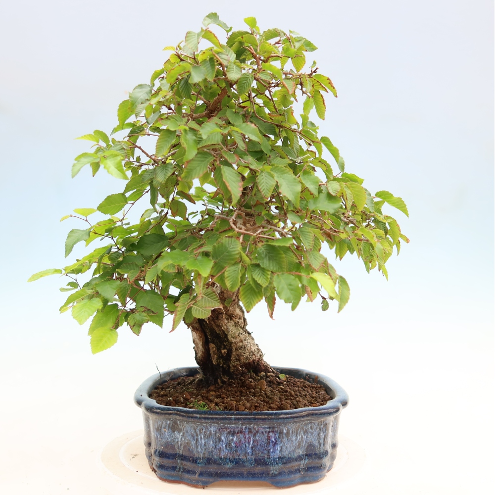 Outdoor bonsai - Carpinus coreana - grab koreański