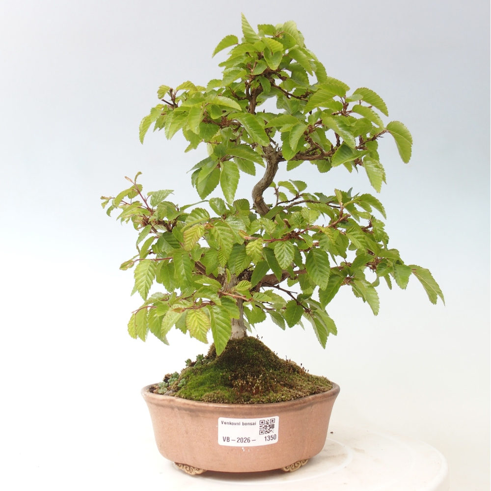 Outdoor bonsai - Carpinus CARPINOIDES - grab koreański