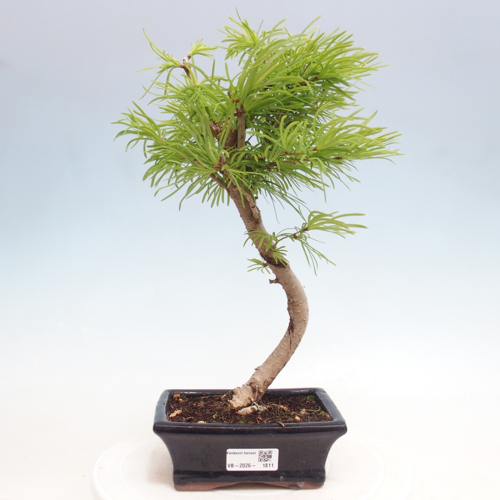 Bonsai zewnętrzne - Pseudolarix amabis-Pseudolarix amabis