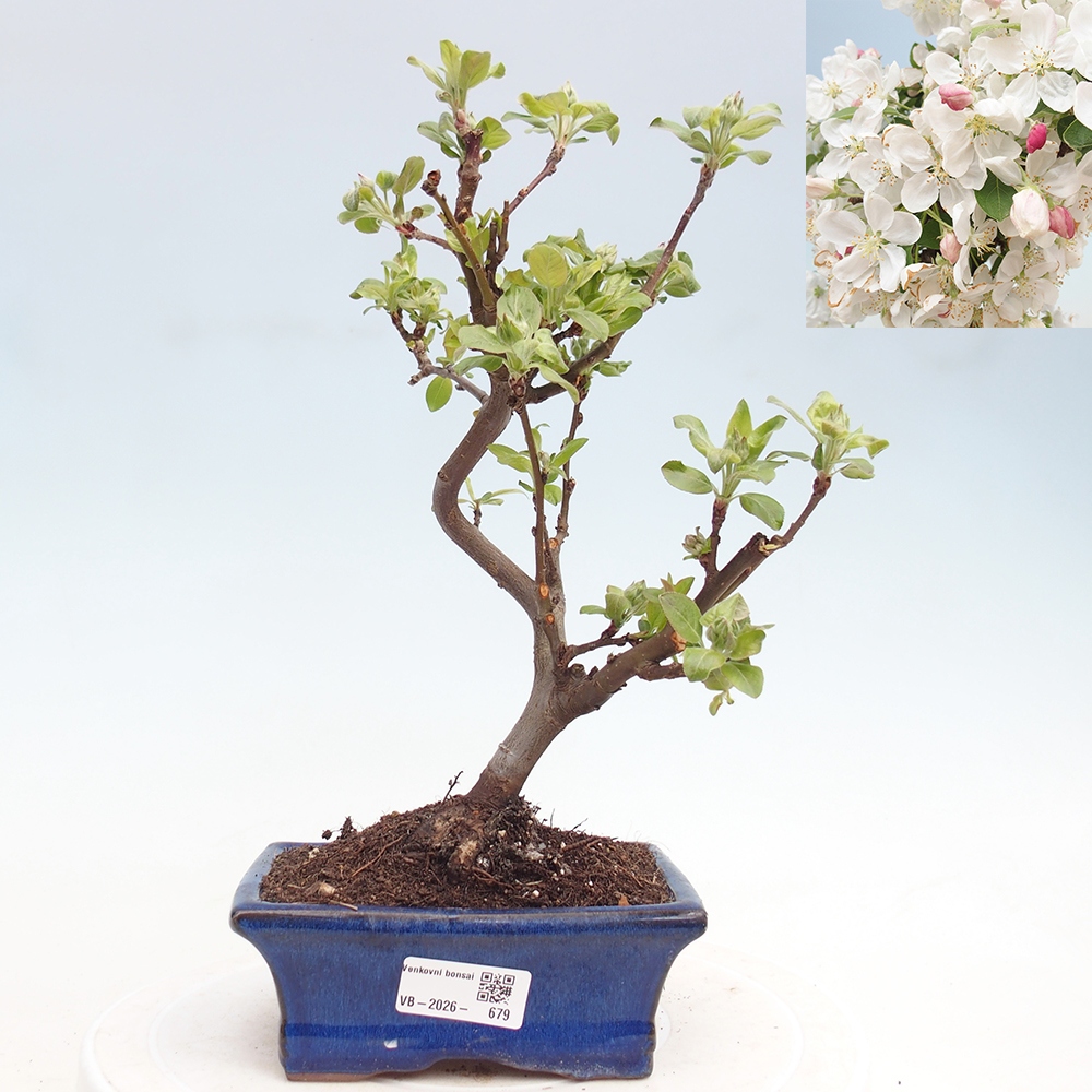 Outdoor bonsai - Malus halliana - Jabłoń drobnoowocowa
