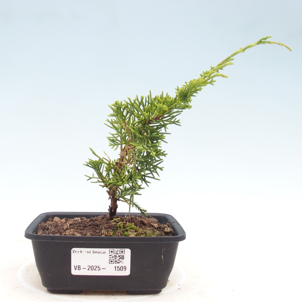 Outdoor bonsai - Juniperus chinensis Itoigawa - Jałowiec chiński