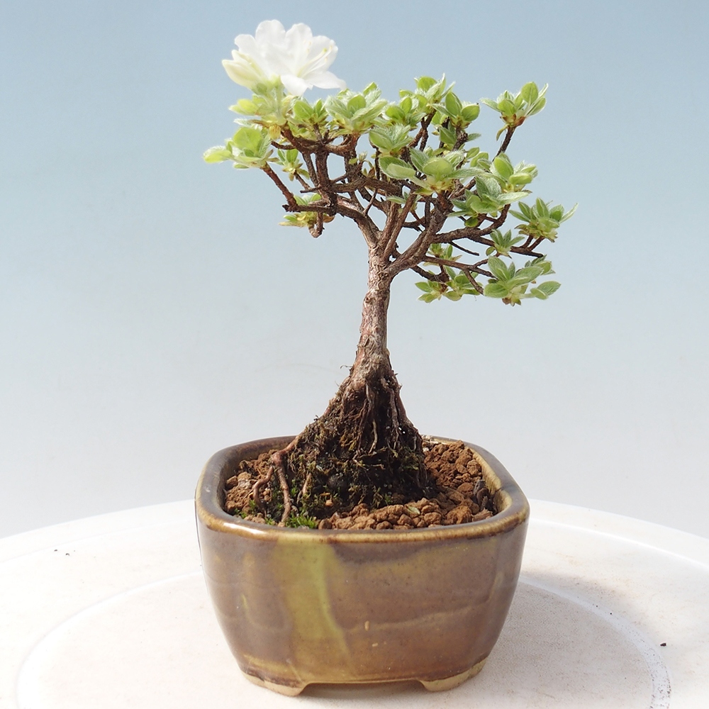 Outdoor bonsai - Rododendron indicum - Azalia japońska