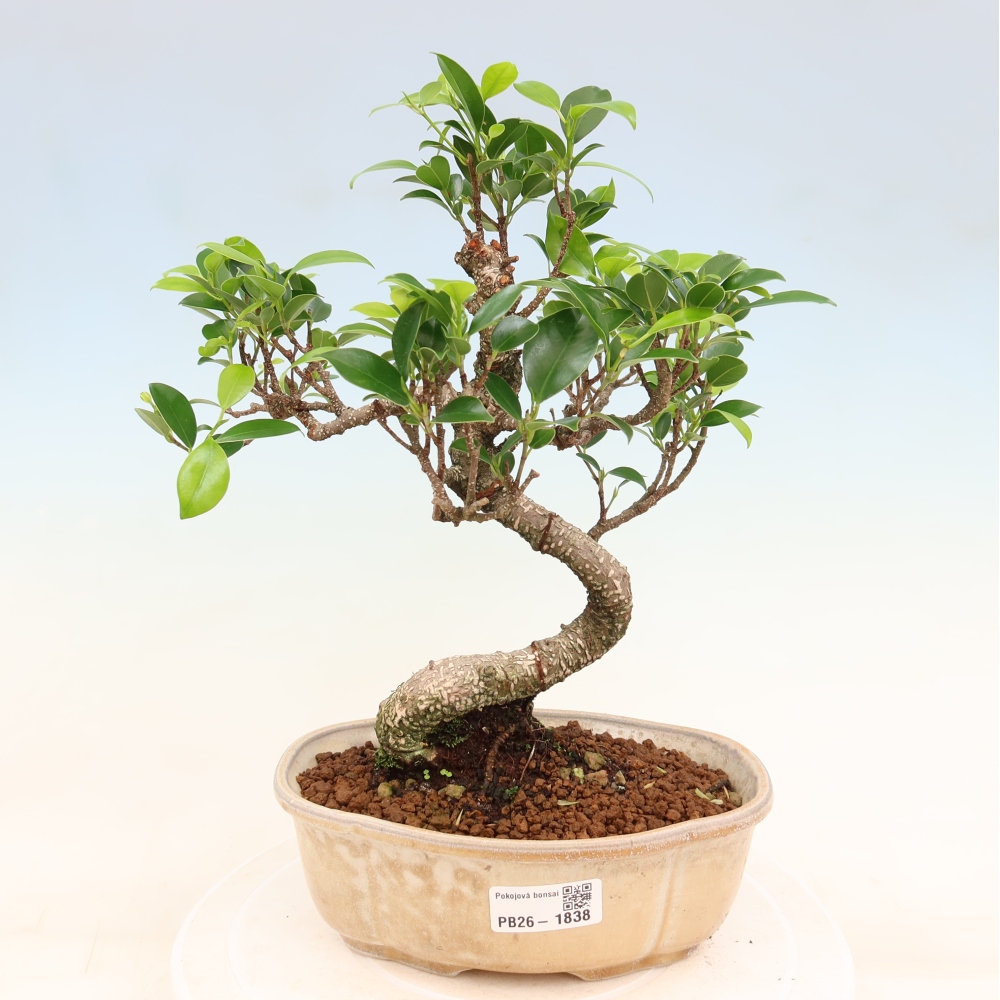 Pokój bonsai - Ficus retusa - figowiec drobnolistny