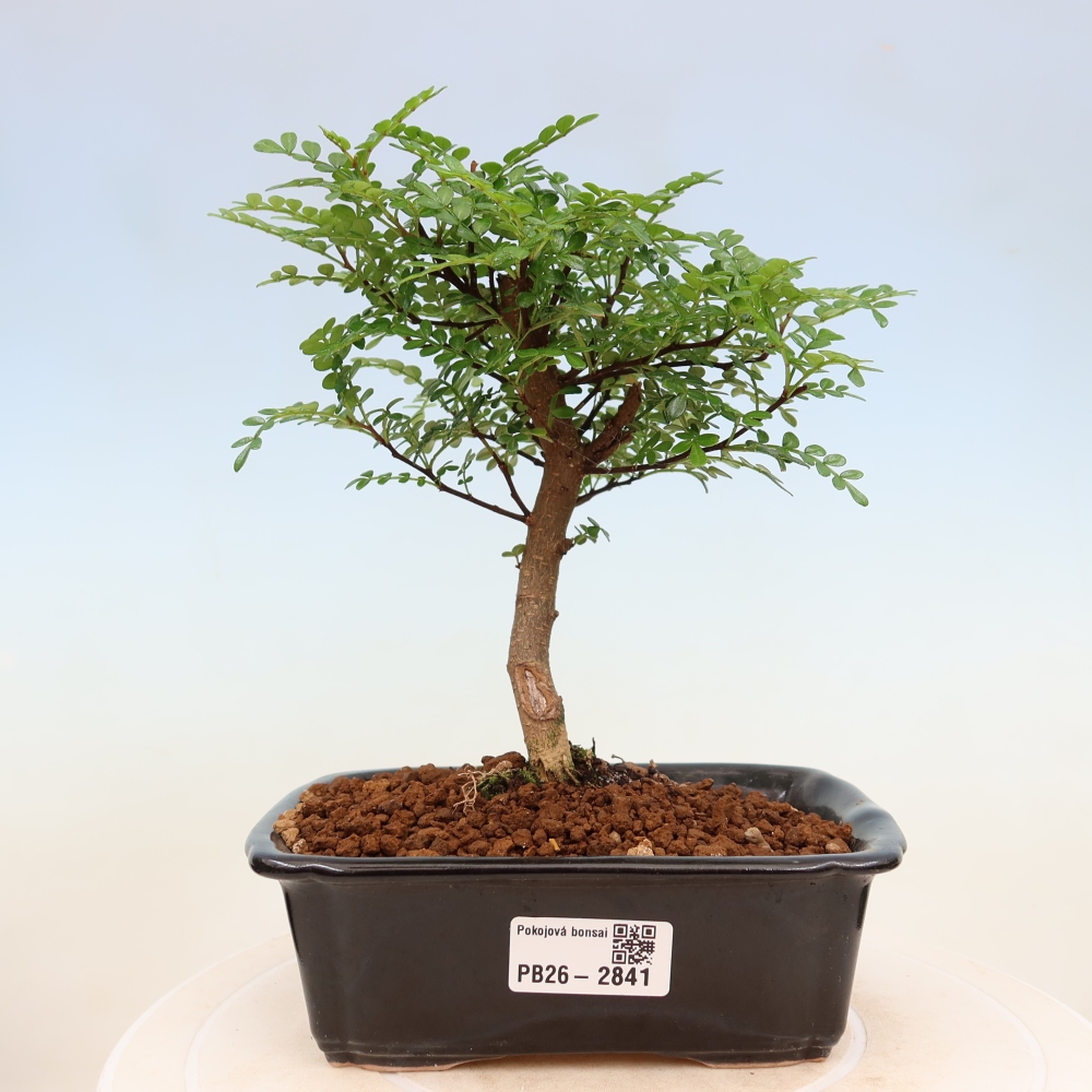 Pokój bonsai - Zantoxylum piperitum - drzewo pieprzowe