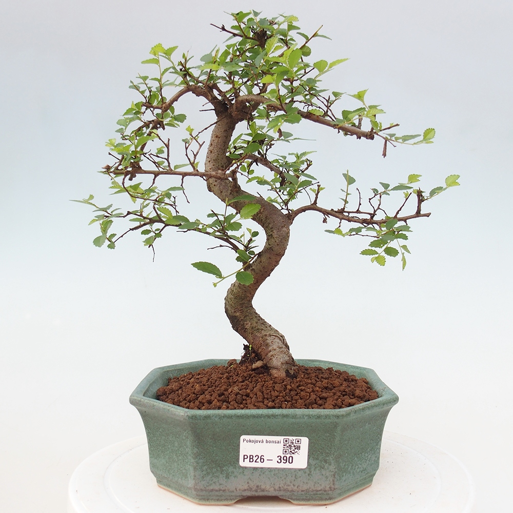 Pokój bonsai - Ulmus parvifolia - Wiąz drobnolistny
