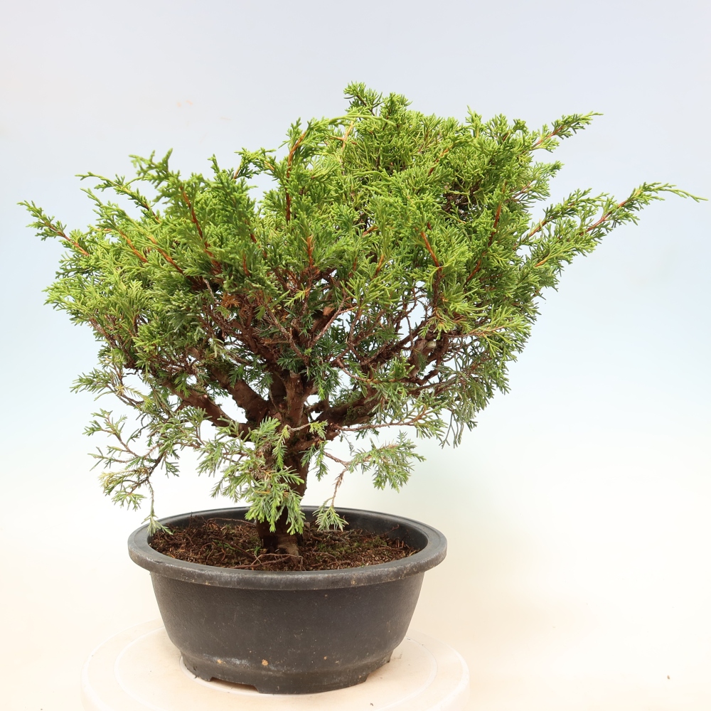 Bonsai ogrodowe – Juniperus chinensis Itoigawa – jałowiec chiński