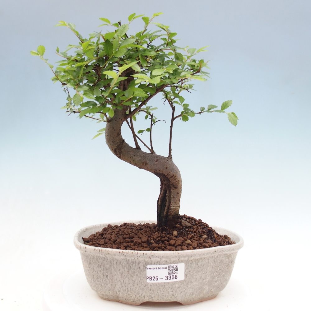Pokój bonsai - Ulmus parvifolia - Wiąz drobnolistny