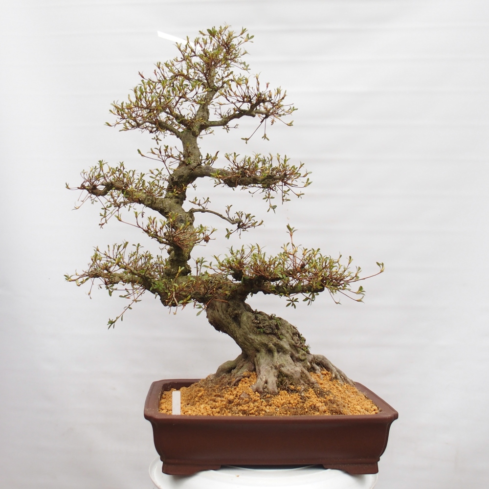 Bonsai zewnętrzne - Azalia japońska - Azalia Hekinan-no-Tsuki