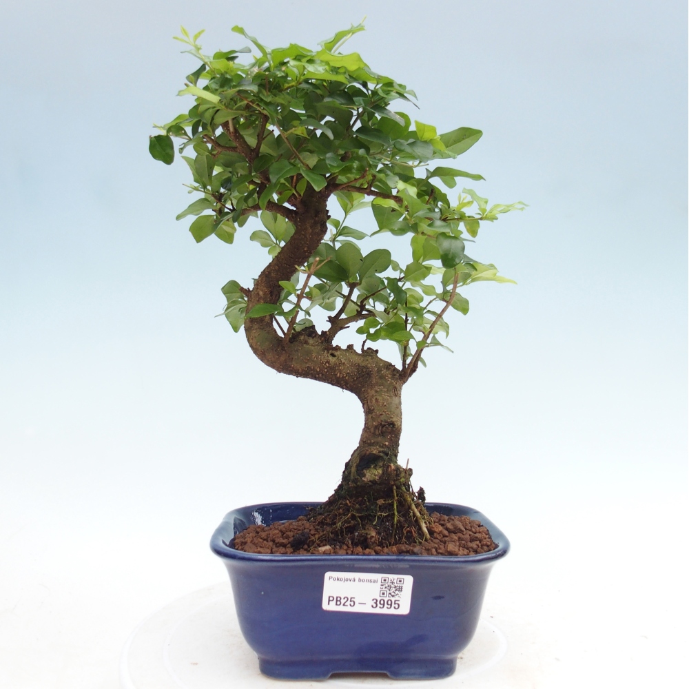 Pokój bonsai - Ligustrum chinensis - Dziób ptaka