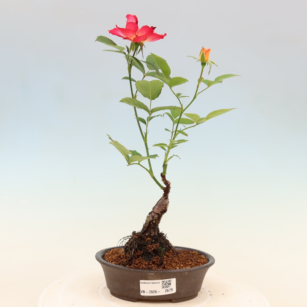 Bonsai ogrodowe – Rosa Kordes – róża