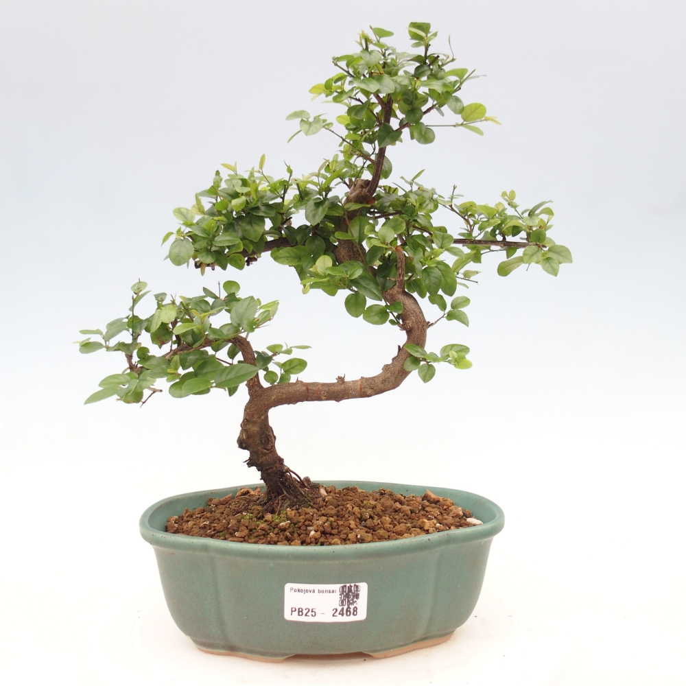 Bonsai wewnętrzne - Sagerécie thea - Sagerécie thea
