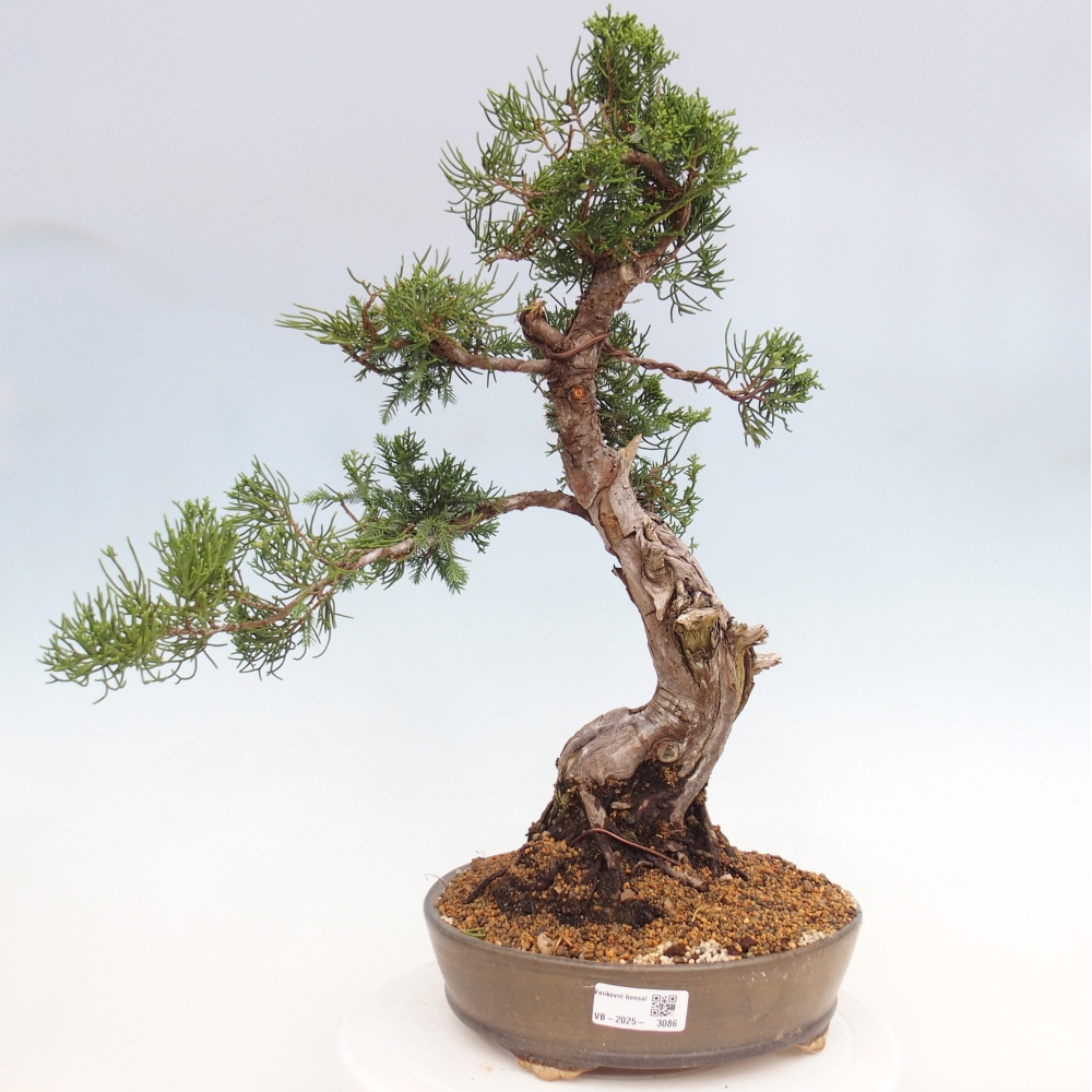 Outdoor bonsai - Juniperus chinensis Itoigawa - Jałowiec chiński