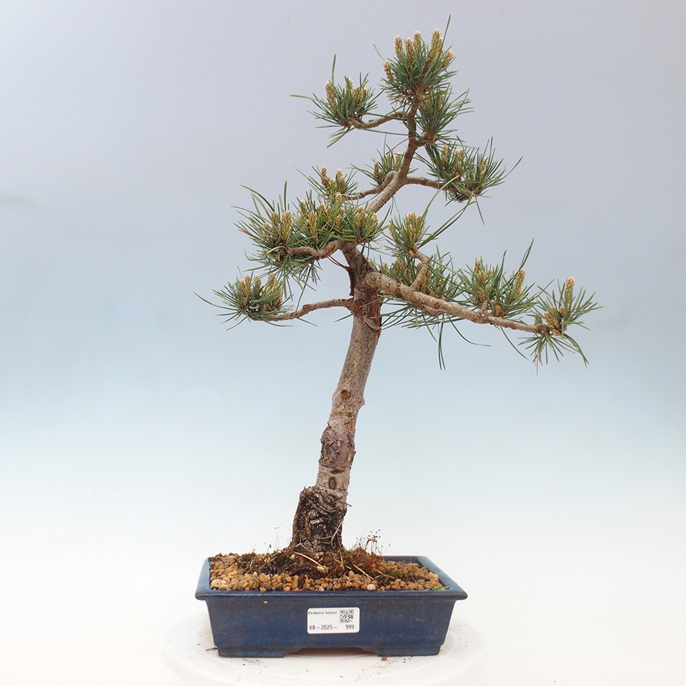 Outdoor bonsai - Pinus Sylvestris - sosna zwyczajna