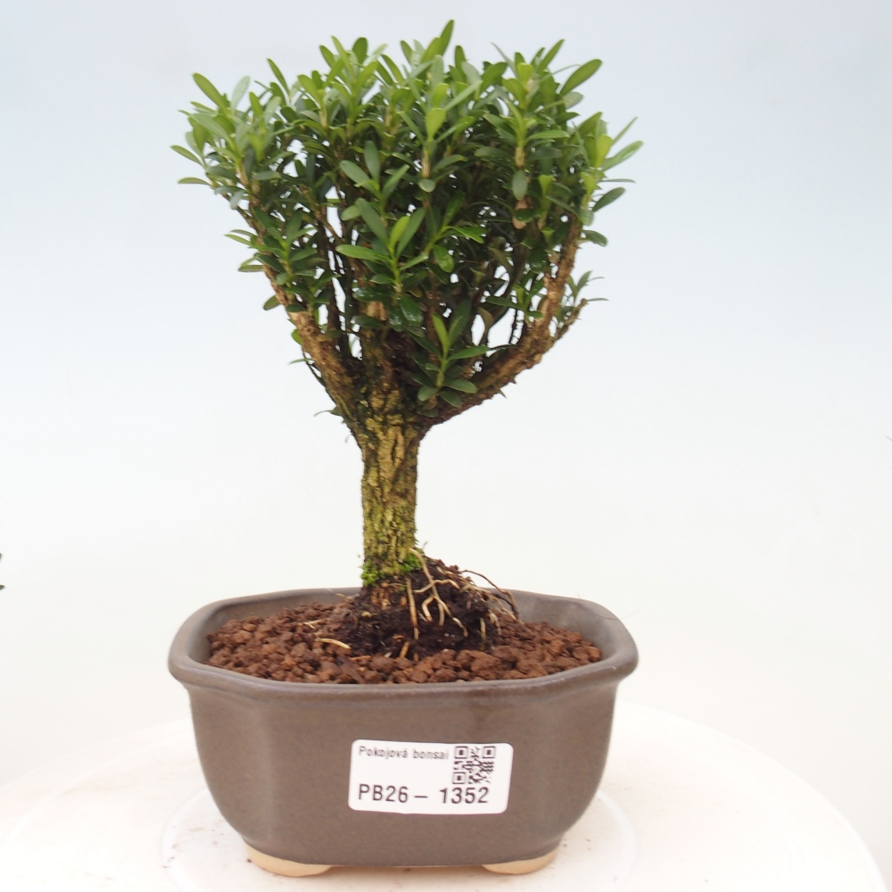 Pokój bonsai - Buxus harlandii - buxus korkowy