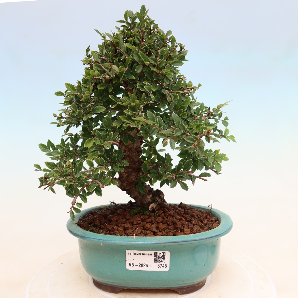 Bonsai zewnętrzne - Zelkova - Zelkova NIRE