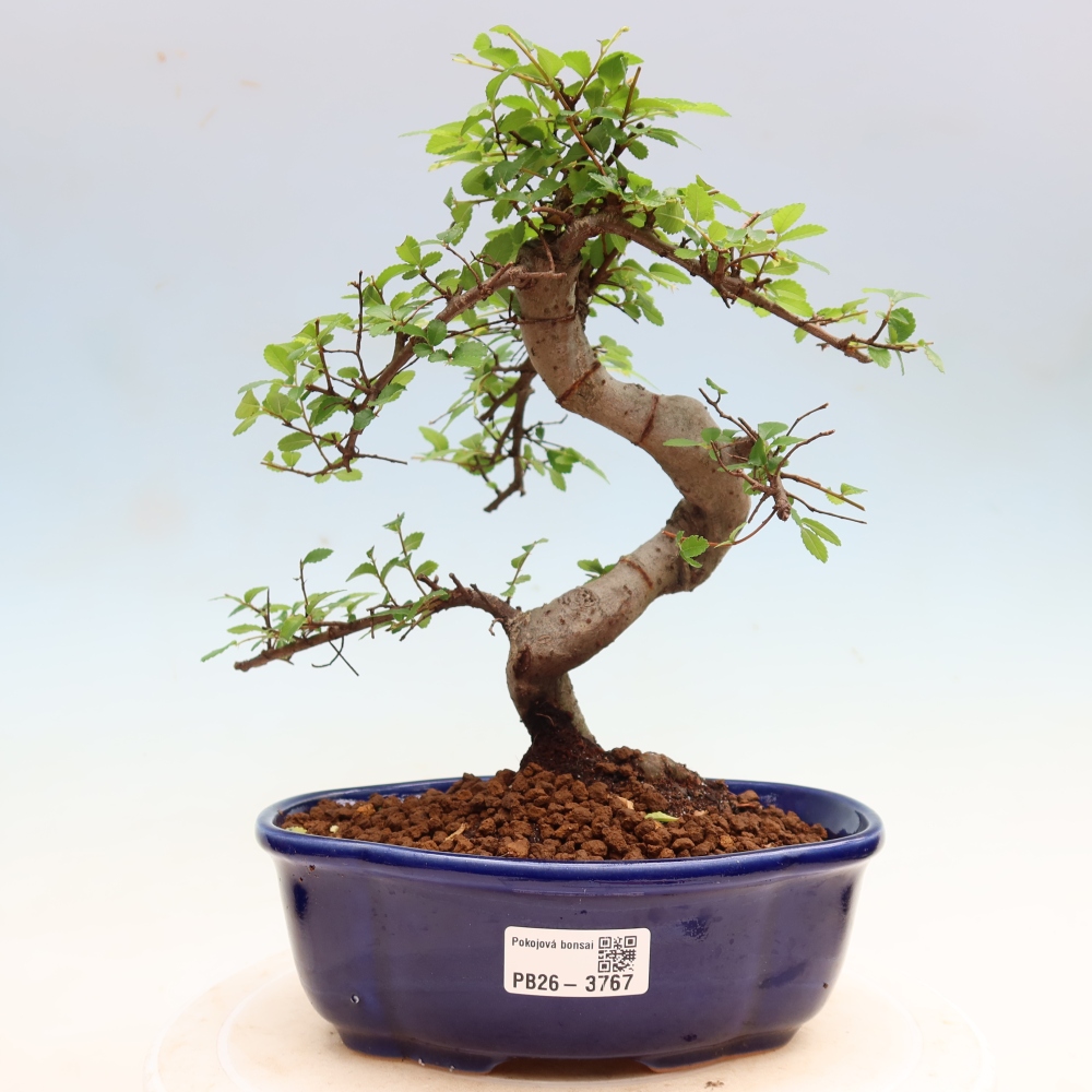 Pokój bonsai - Ulmus parvifolia - Wiąz drobnolistny