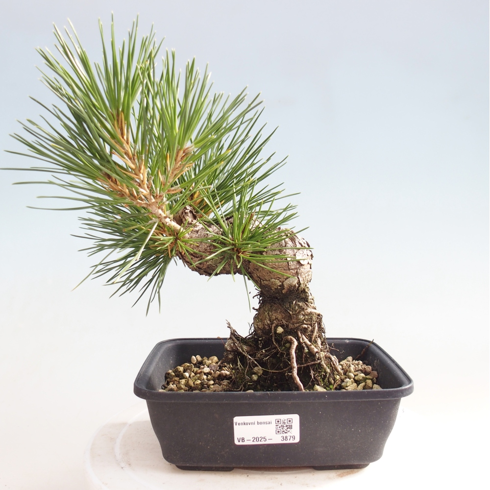 Outdoor bonsai - Pinus thunbergii - sosna Thunberga