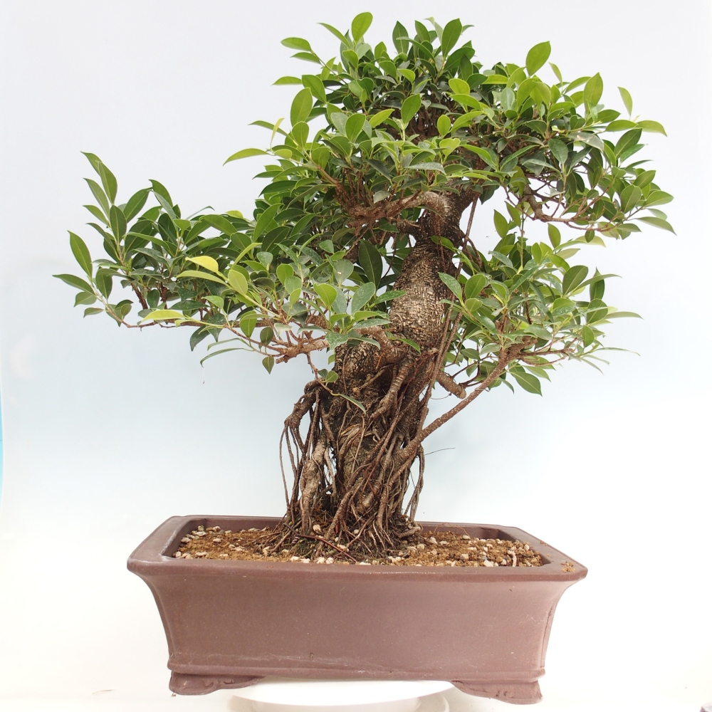 Bonsai pokojowe - Ficus kimmen - figowiec drobnolistny - WYŁĄCZNIE ODBIÓR OSOBISTY lub transport paletowy