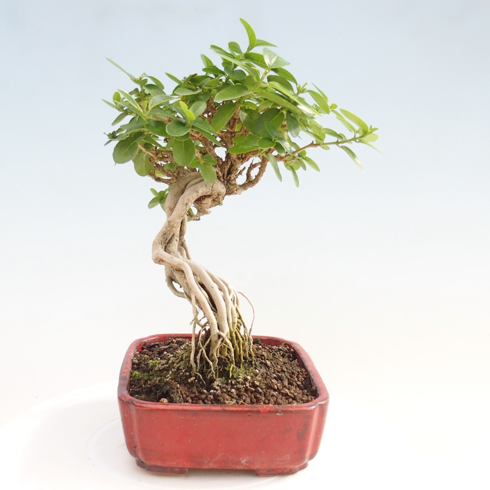 Bonsai wewnętrzne - Premna serratifolia - Kozlovon drobnolistny