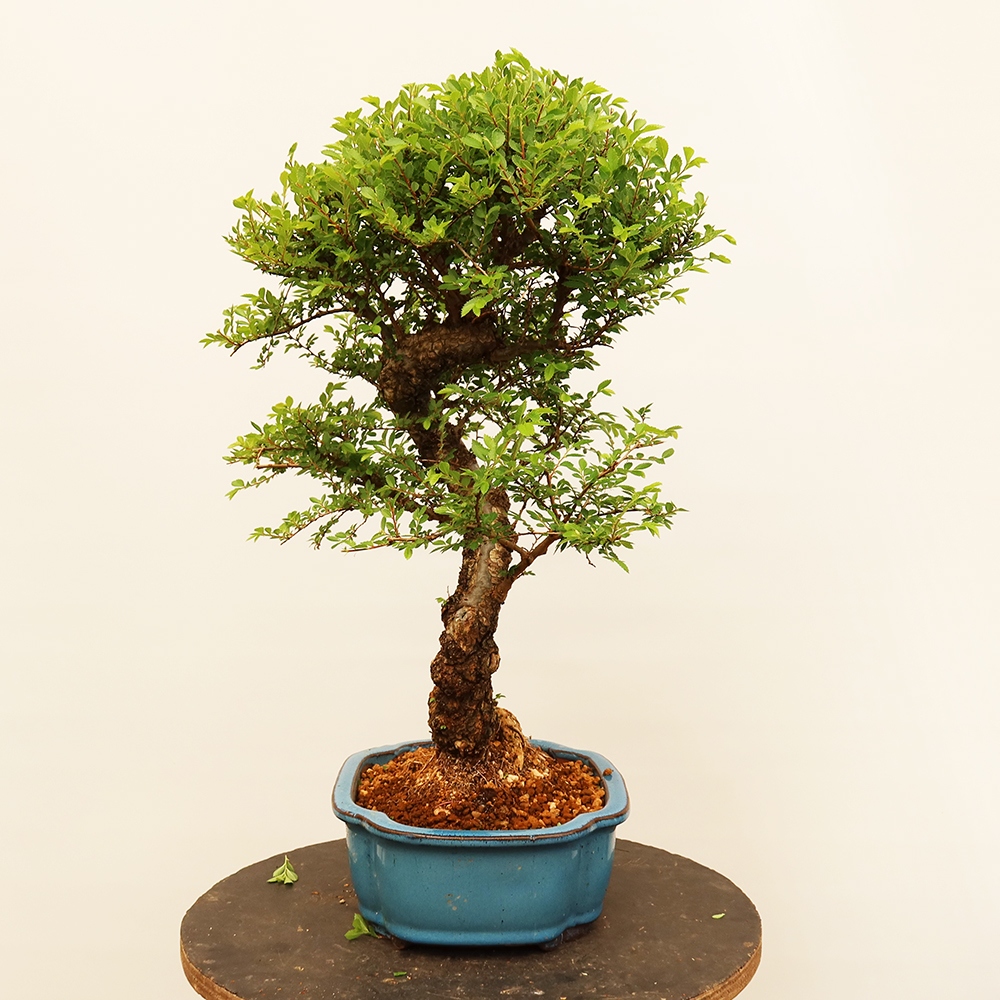 Bonsai na świeżym powietrzu - Zelkova - Zelkova NIRE