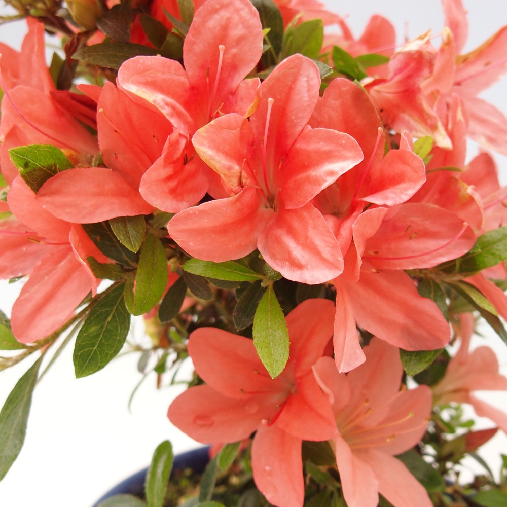 Bonsai ogrodowe - azalia japońska - Azalea Nikko