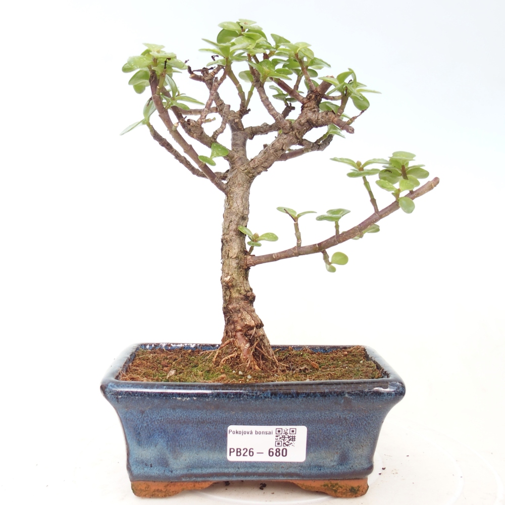 Pokój bonsai - Portulakaria Afra - Tlustice