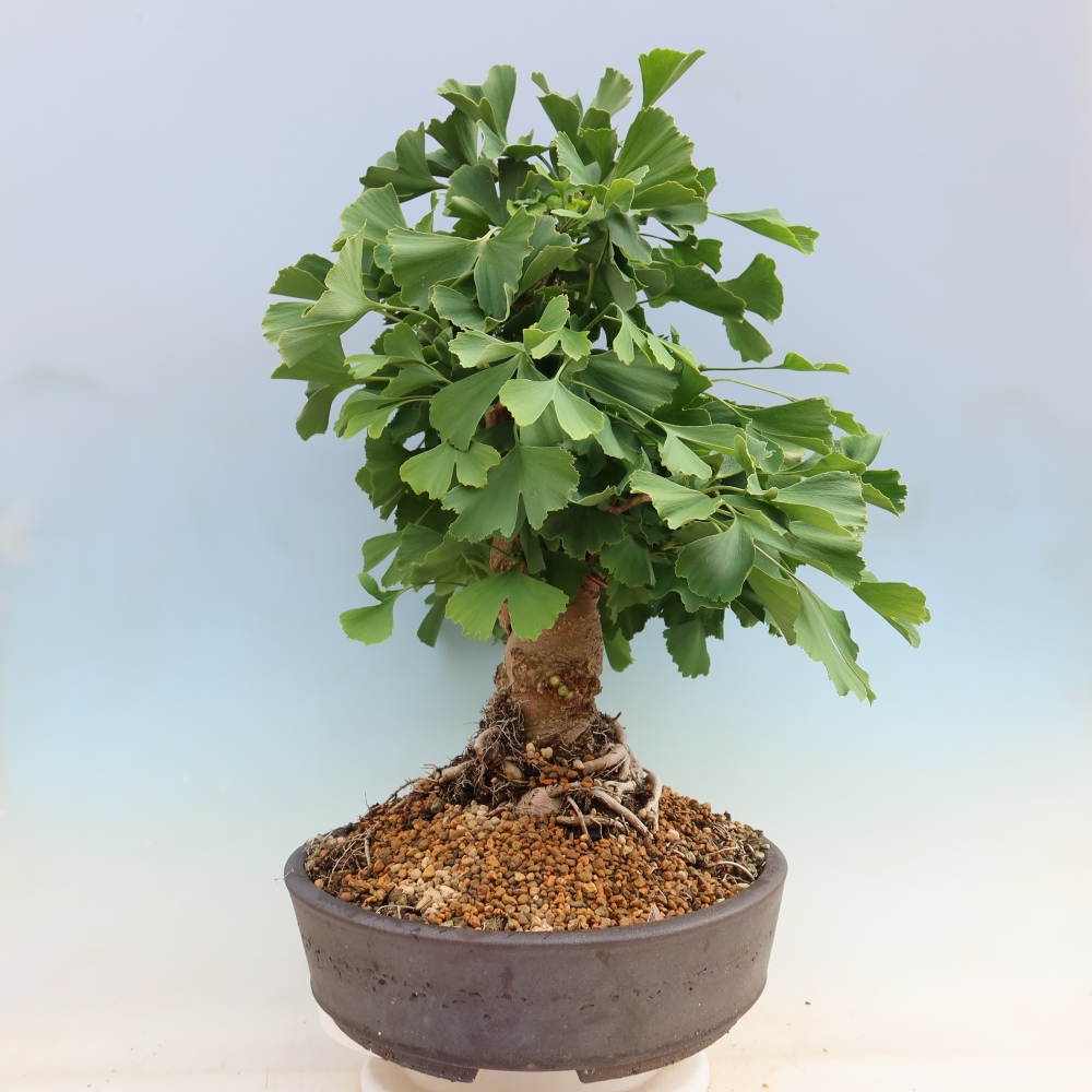 Outdoor bonsai - Ginkgo biloba - Miłorząb dwuklapowy