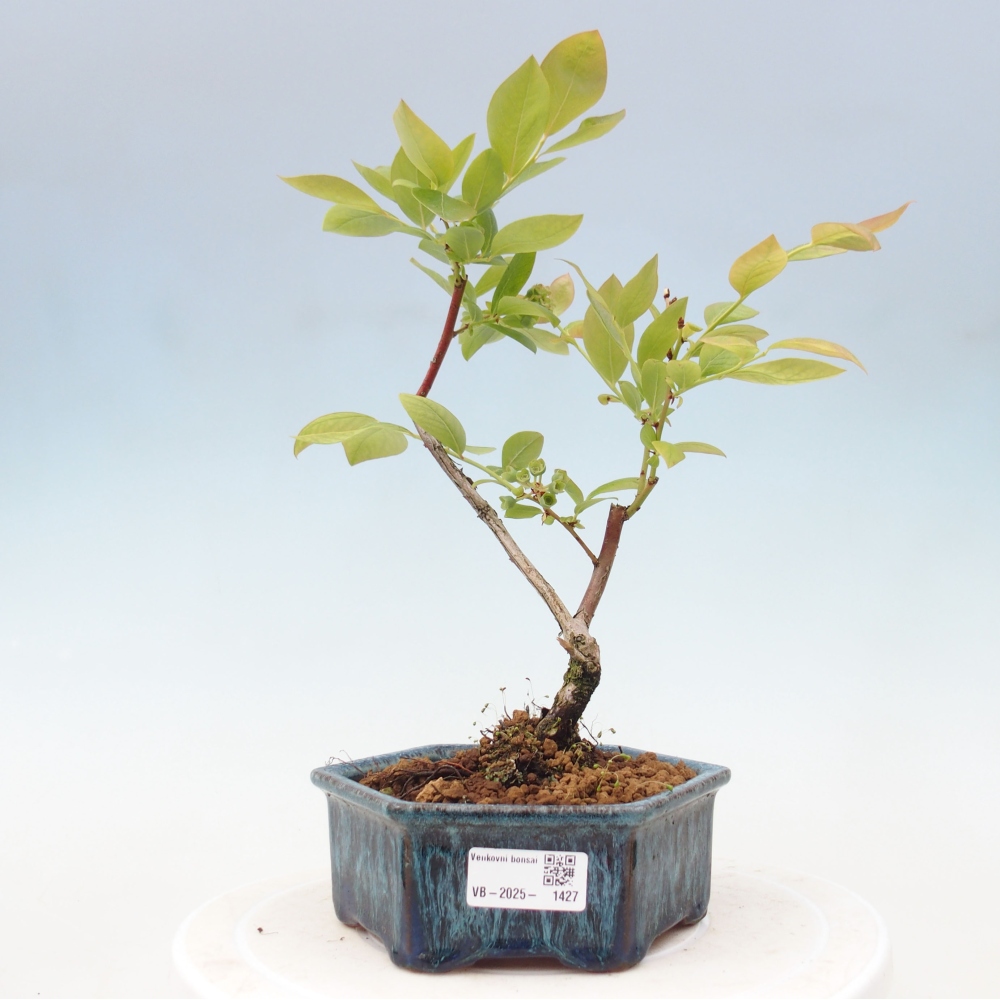 Bonsai Outdoor - Borówka kanadyjska - Vaccinium corymbosum