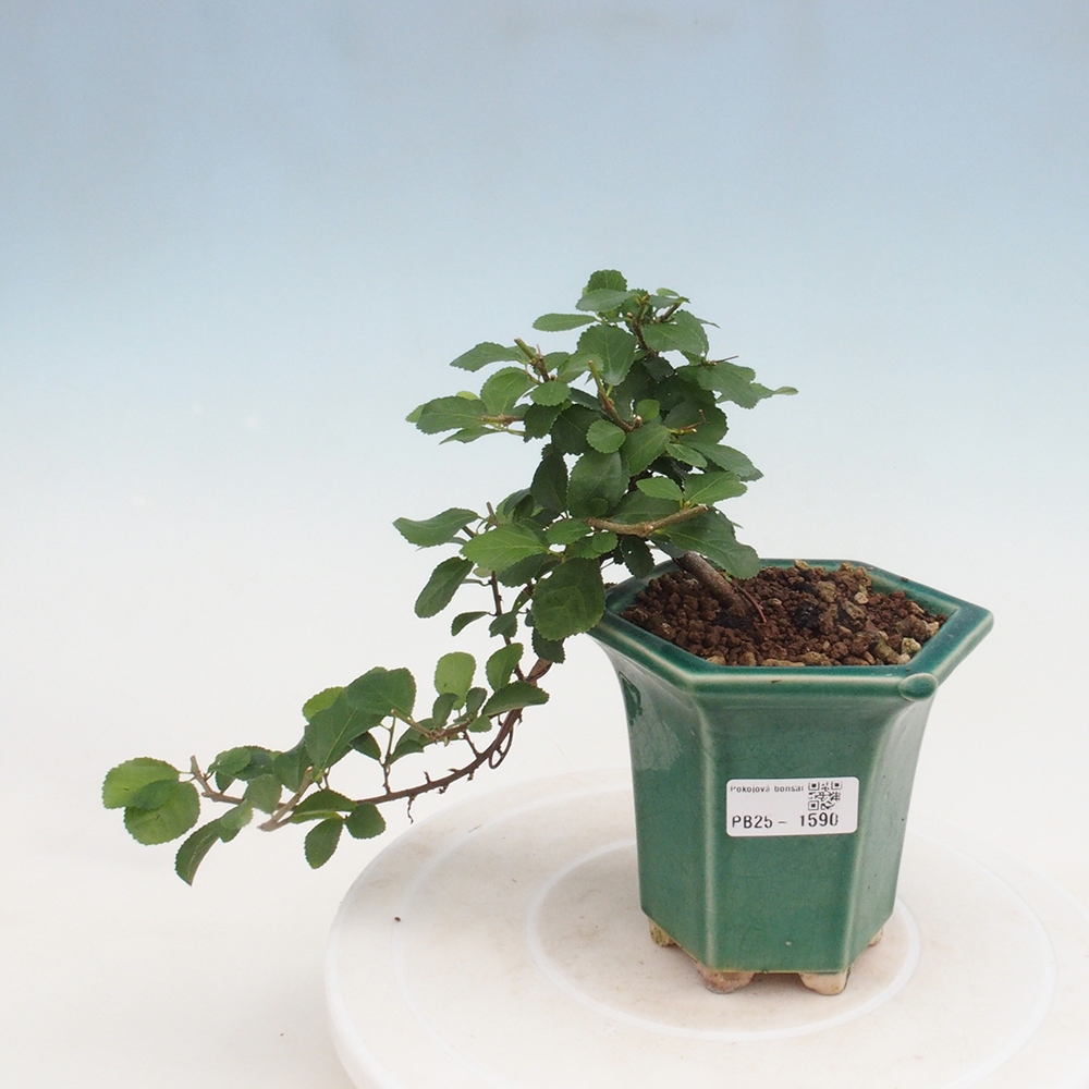 Kryty bonsai - Grewia occidentalis - Lawendowa gwiazda