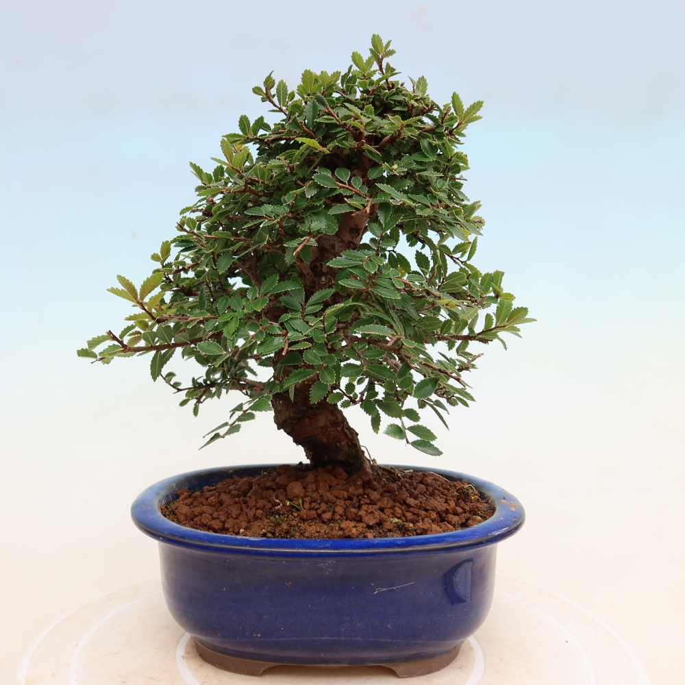 Bonsai zewnętrzne - Zelkova - Zelkova NIRE