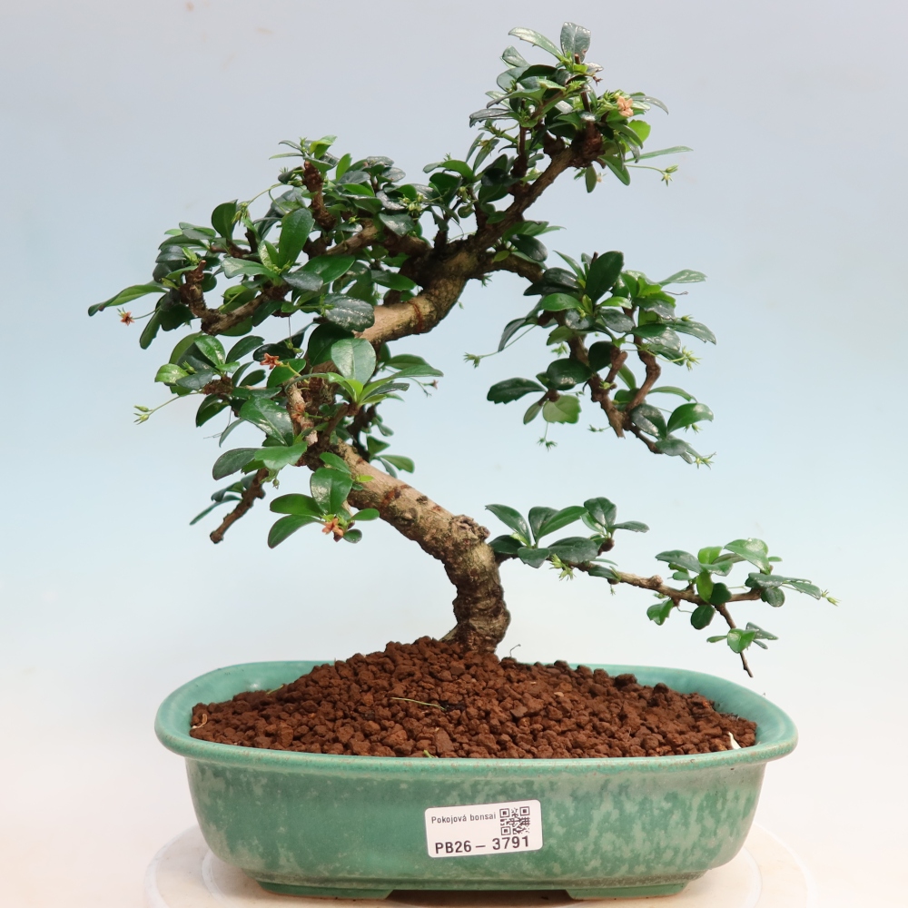 Bonsai pokojowe - Carmona macrophylla - Tea fuki