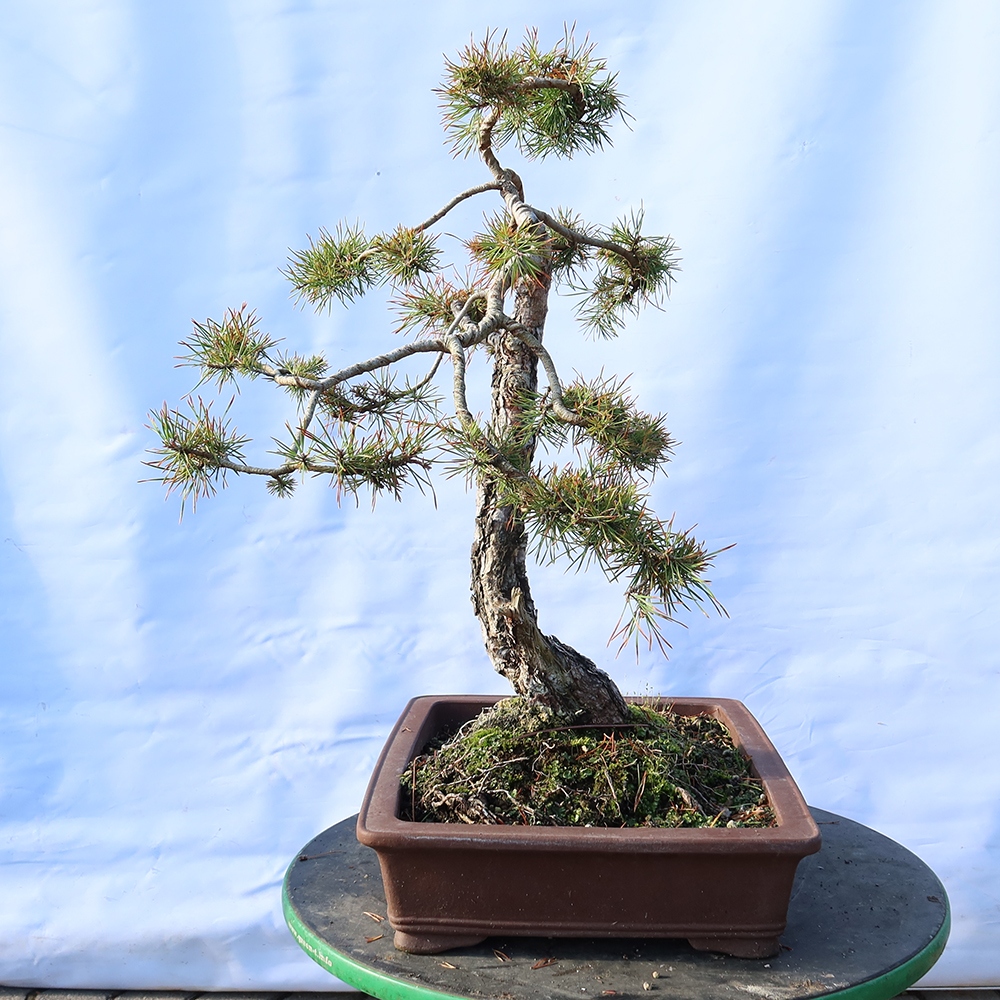 Pinus sylvestris Hiszpania – sosna zwyczajna