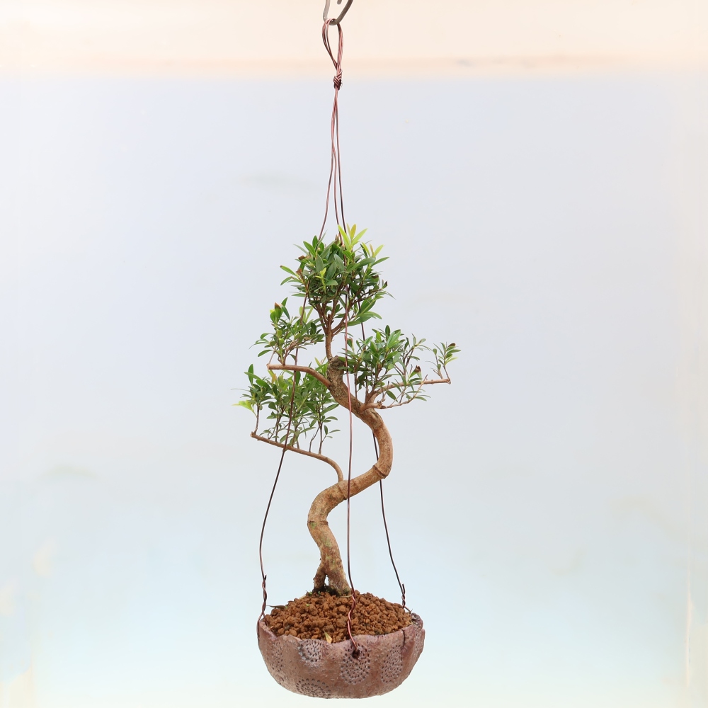 Kokedama w ceramicznej doniczce – Syzygium – drzewo pimentowe