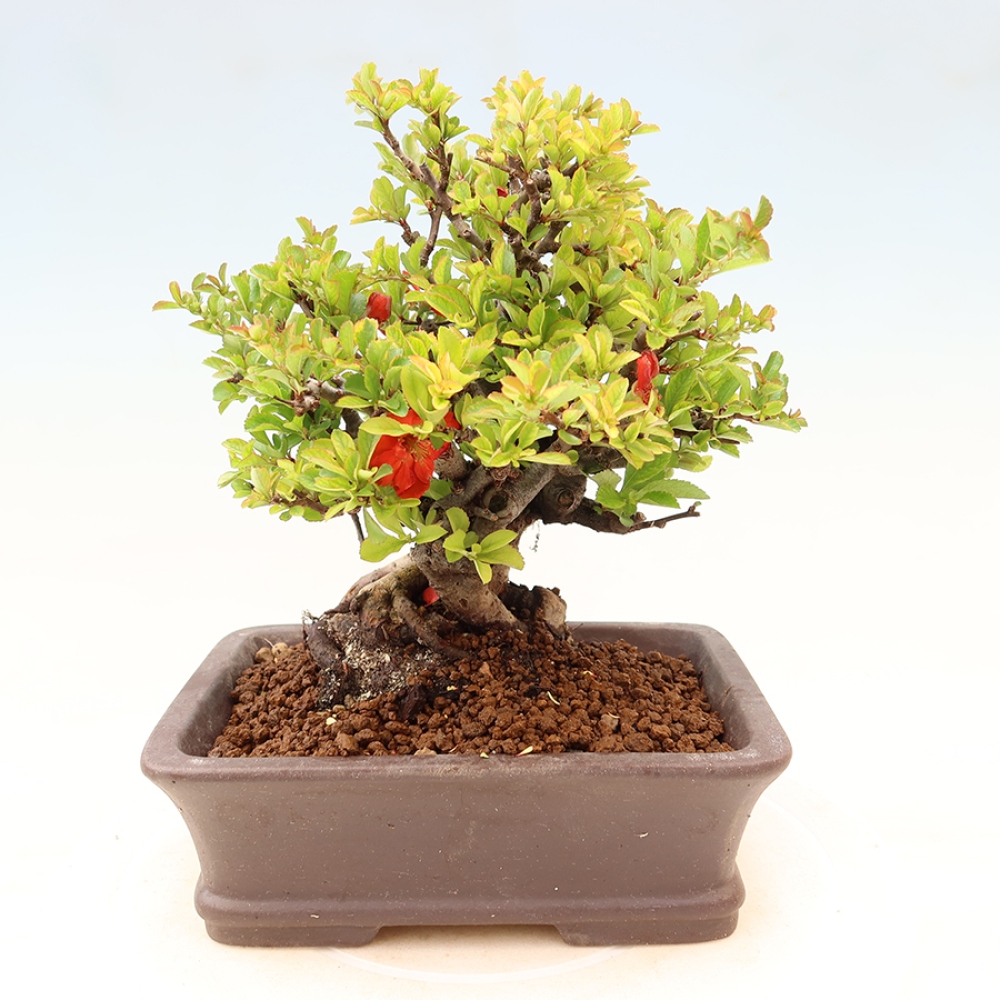 Bonsai zewnętrzne - Chaneomeles speciosa Chojubai