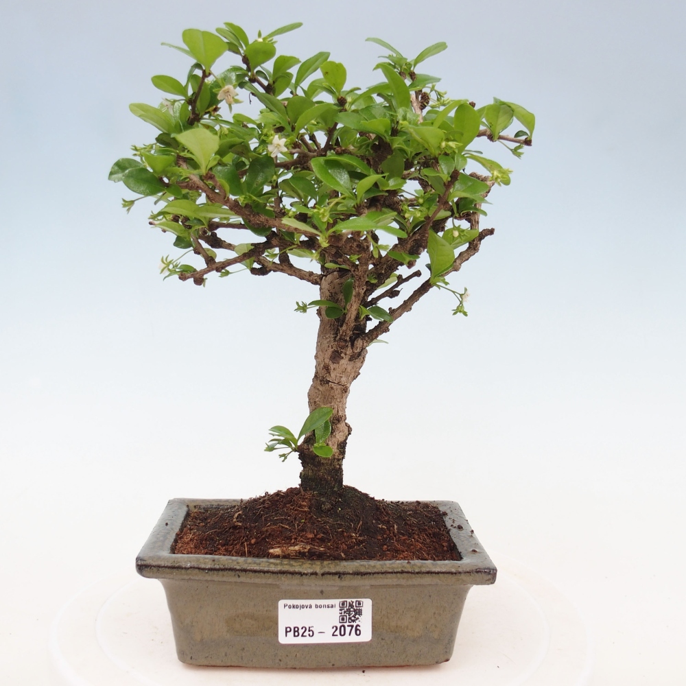 Bonsai wewnętrzne - Carmona makrophylla - Herbata Fuki