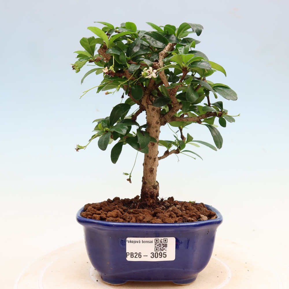Bonsai pokojowe - Carmona macrophylla - Tea fuki
