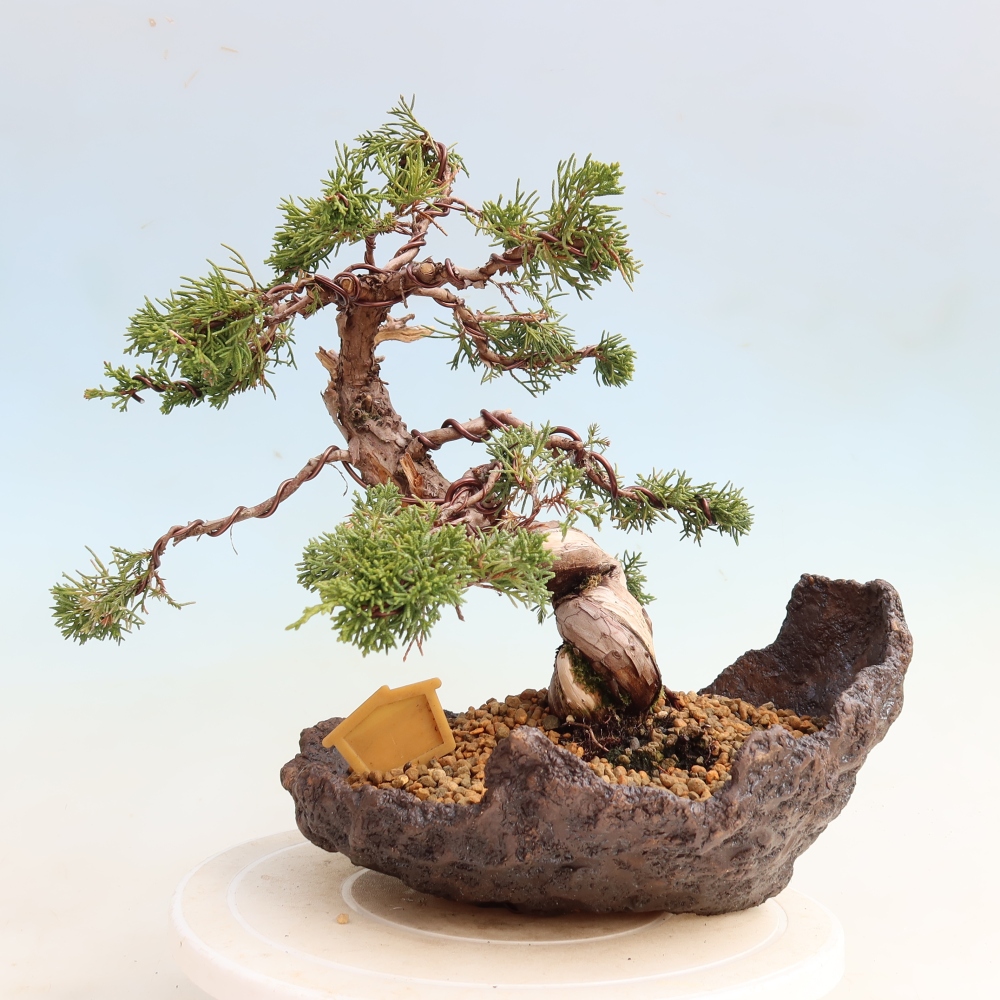 Bonsai ogrodowe – Juniperus chinensis Itoigawa – jałowiec chiński