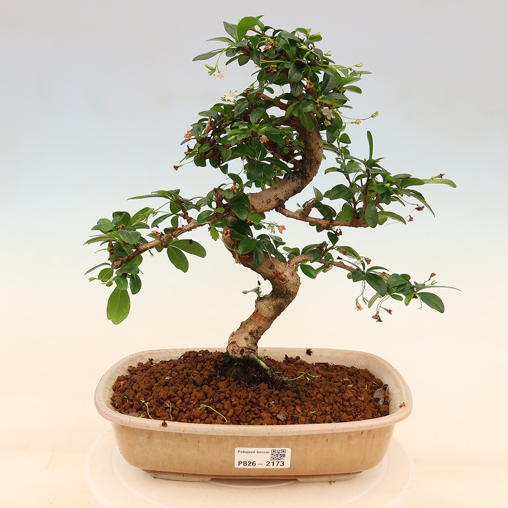Bonsai pokojowe - Carmona macrophylla - Tea fuki