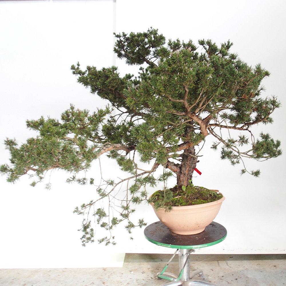 Yamadori - Pinus sylvestris Hiszpania