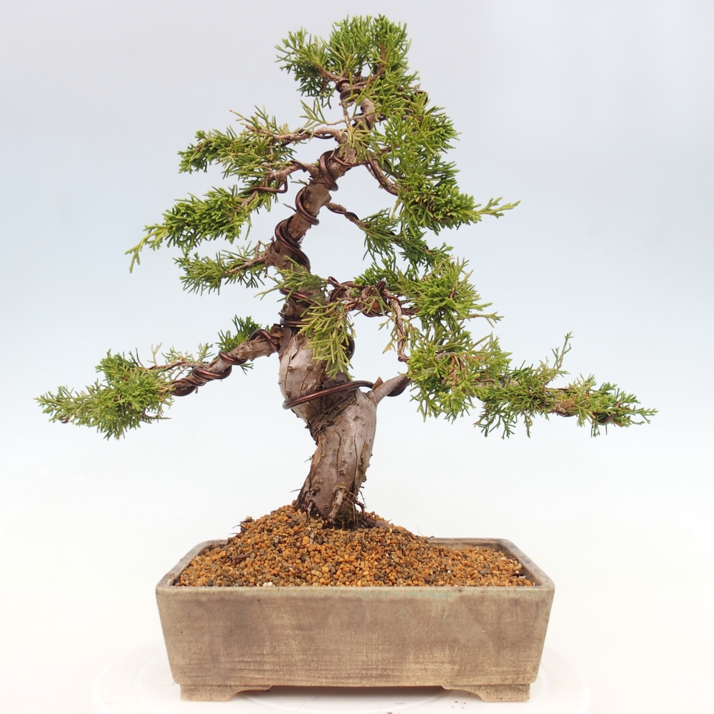 Outdoor bonsai - Juniperus chinensis Itoigawa - Jałowiec chiński
