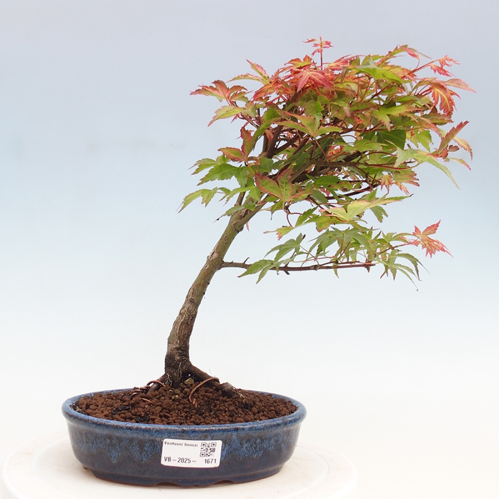 Klon - Acer palmatum Beni Tsukasa