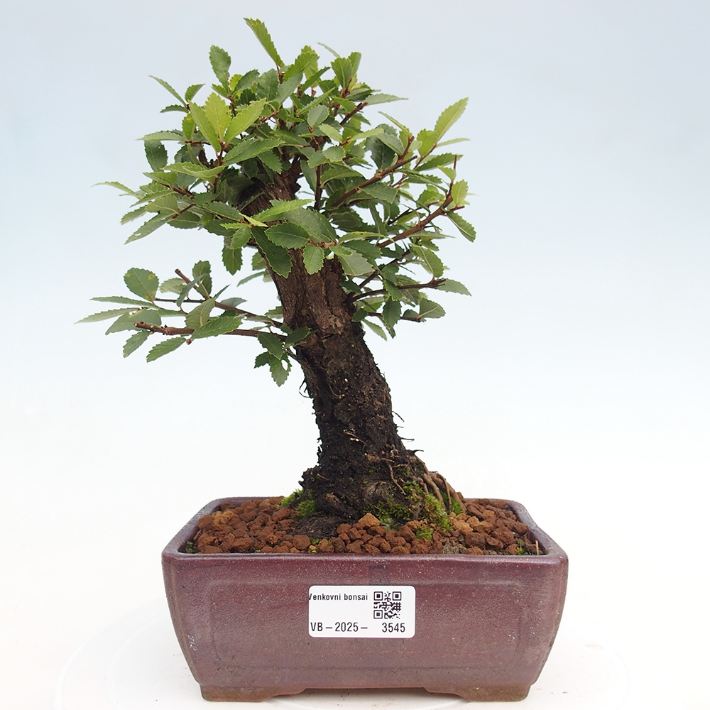 Outdoor bonsai - Zelkova - Zelkova NIRE