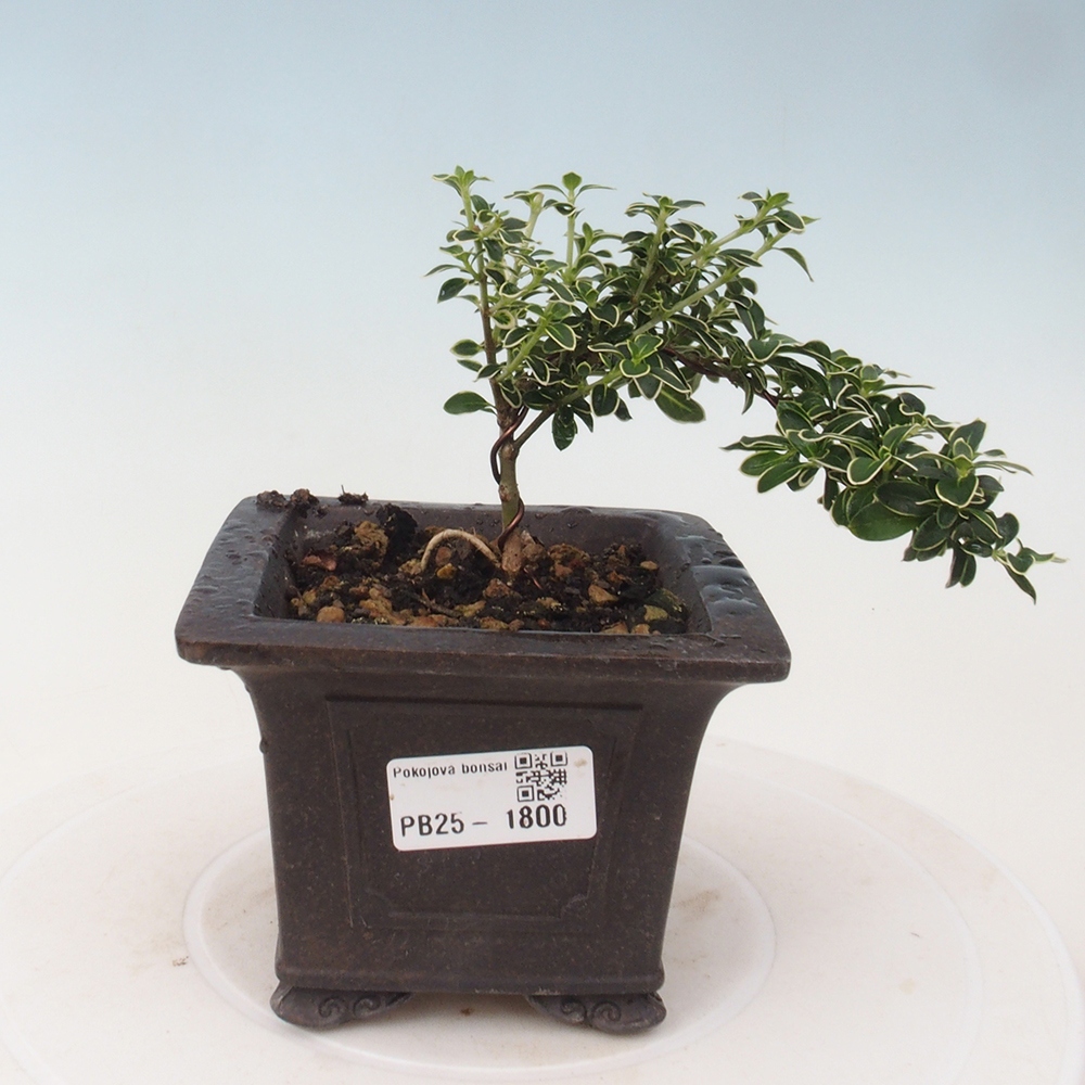 Bonsai do wnętrz - Serissa foetida Variegata - Drzewo tysiąca gwiazd