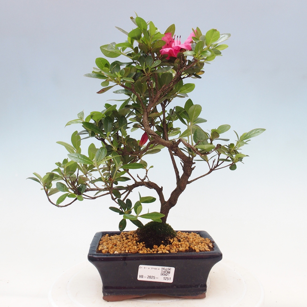 Bonsai zewnętrzne - Azalia japońska - Azalea sp.