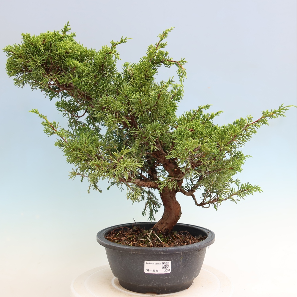 Bonsai ogrodowe – Juniperus chinensis Itoigawa – jałowiec chiński